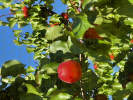 Fiche variétale abricot 2025 - Variété LUXAPREM cov